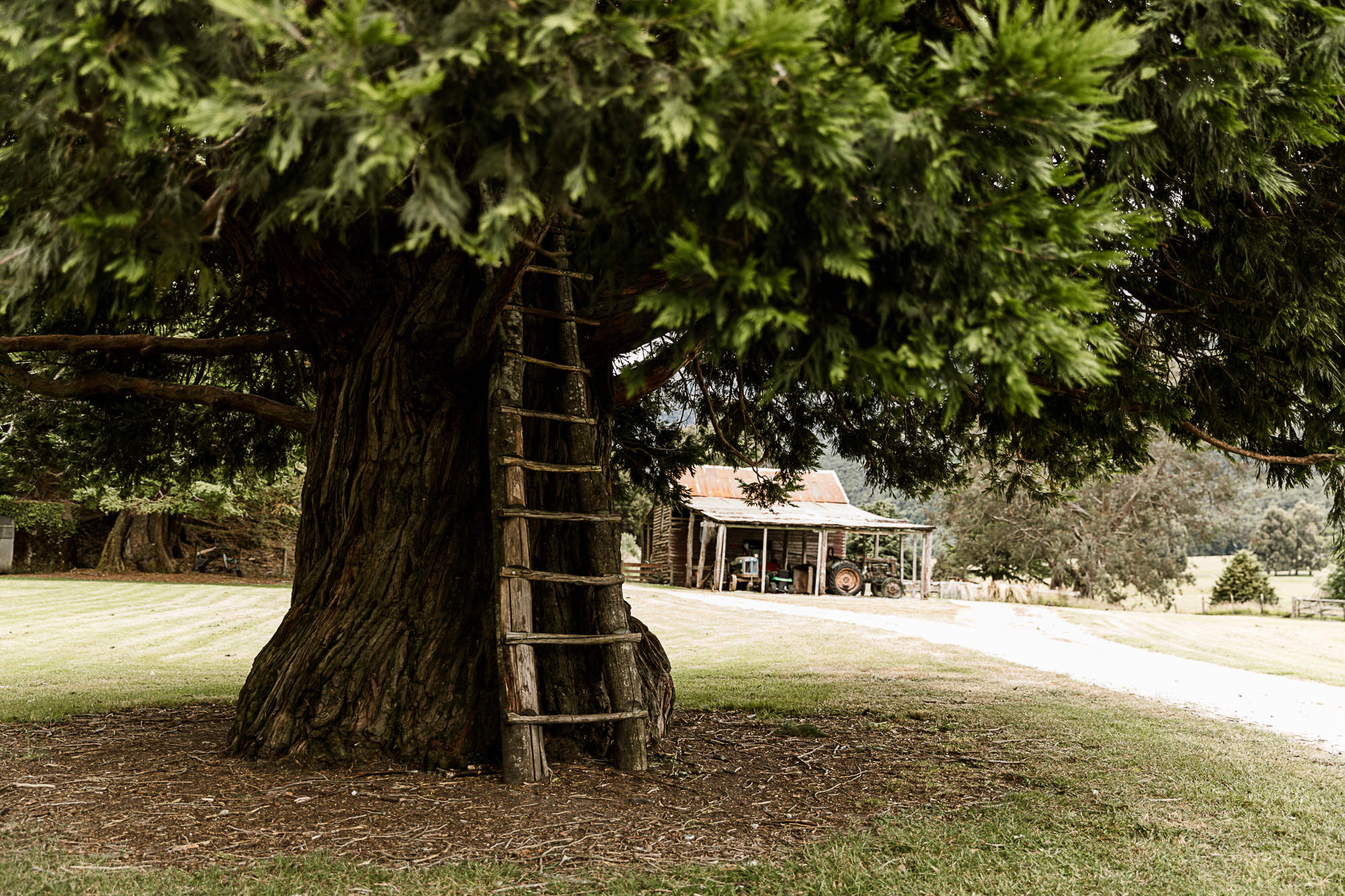 Tree House at Paradise Trust