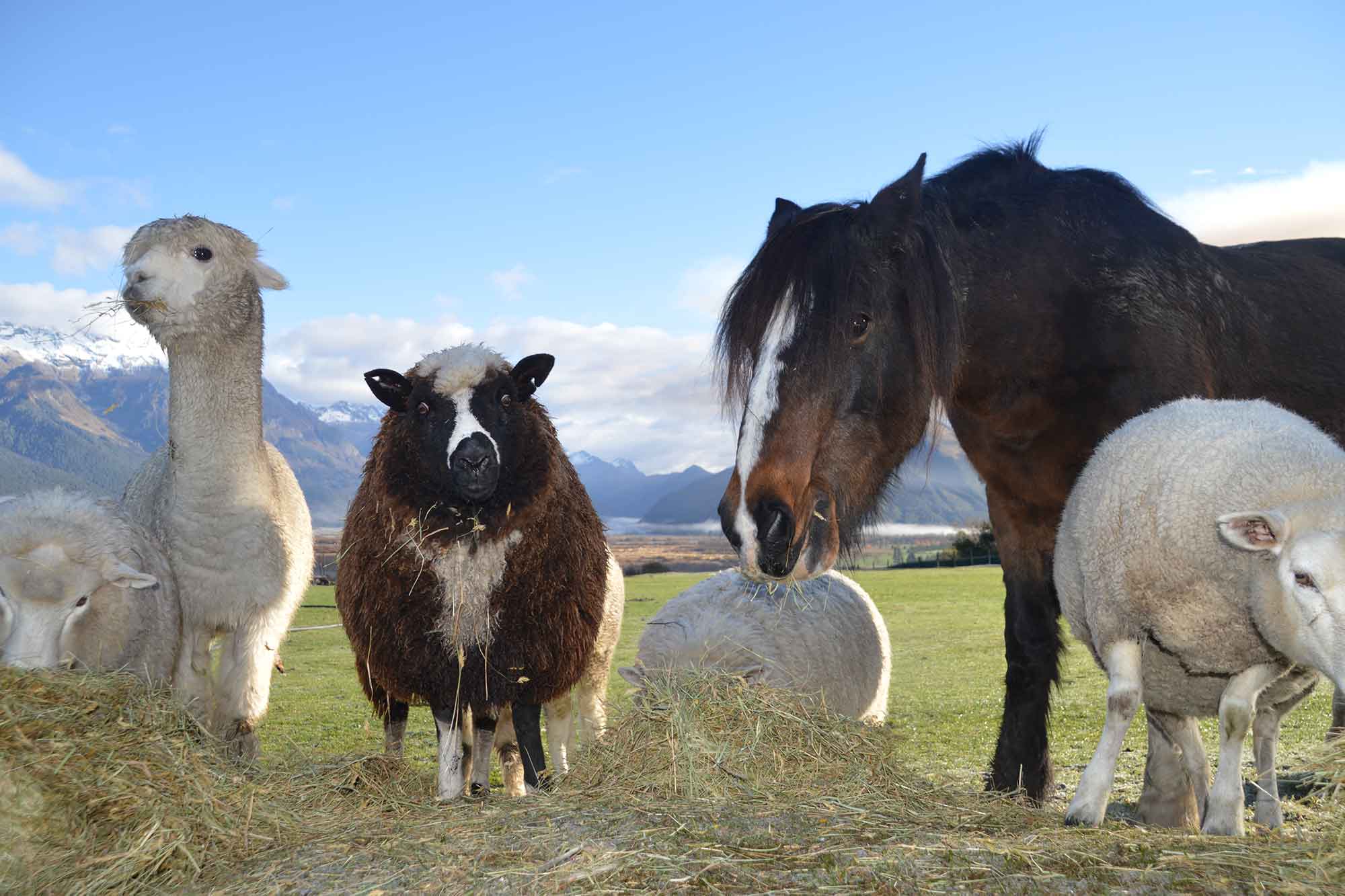 Glenorchy Animal Farm - Stay at Paradise Trust