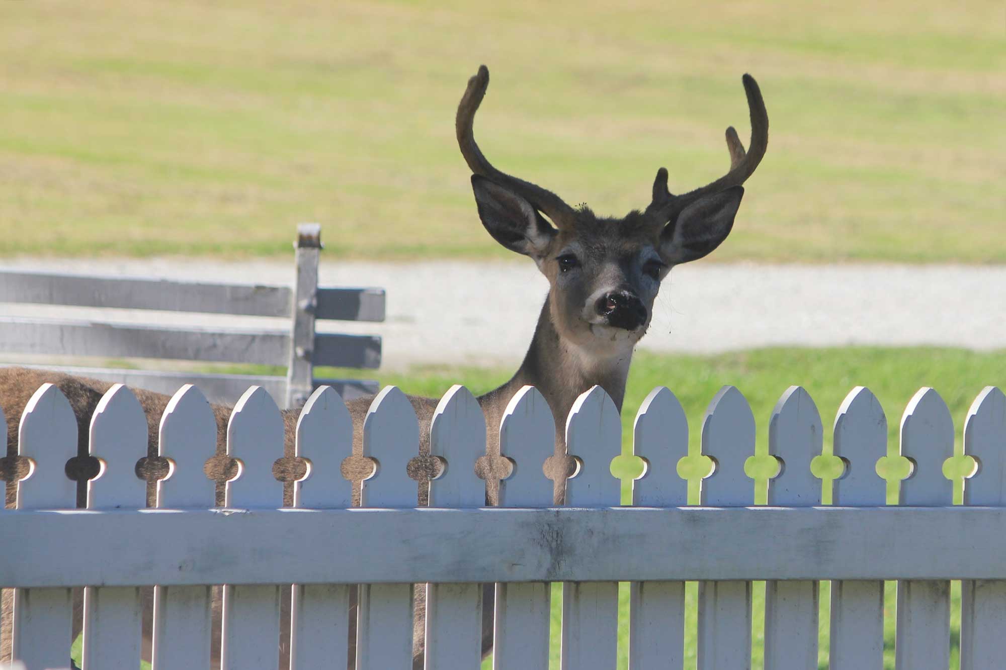 Whitetail Deer - Paradise Trust